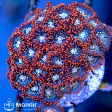 Zoanthus spp