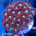 Zoanthus spp