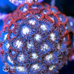 Zoanthus spp