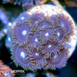 Zoanthus spp