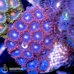 Zoanthus spp