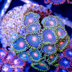 Zoanthus spp