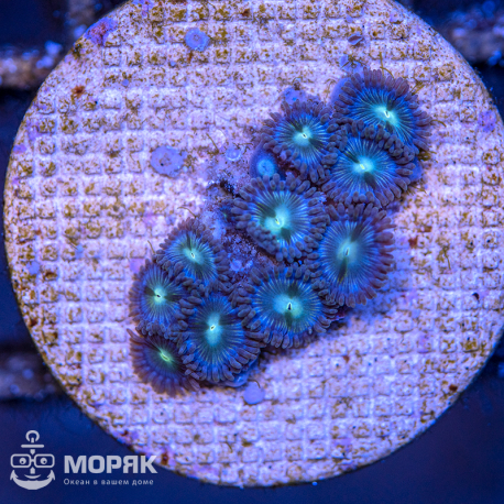 Zoanthus - зонтики (зоантус)