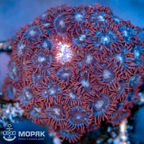 Zoanthus spp (зонты)