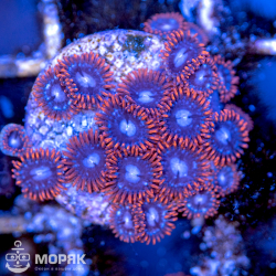 Zoanthus spp (зонты)