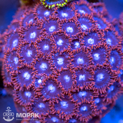 Zoanthus spp (зонты)