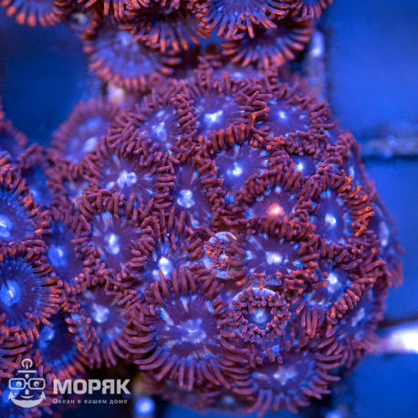 Zoanthus spp (зонты)
