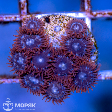 Zoanthus spp (зонты)
