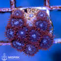 Zoanthus spp (зонты)