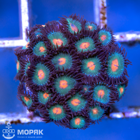 Zoanthus spp (зонты)