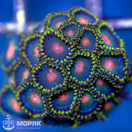 Zoanthus spp (зонты)