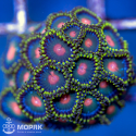 Zoanthus spp (зонты)