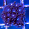 Zoanthus spp (зонты)