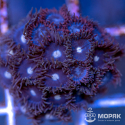 Zoanthus spp (зонты)