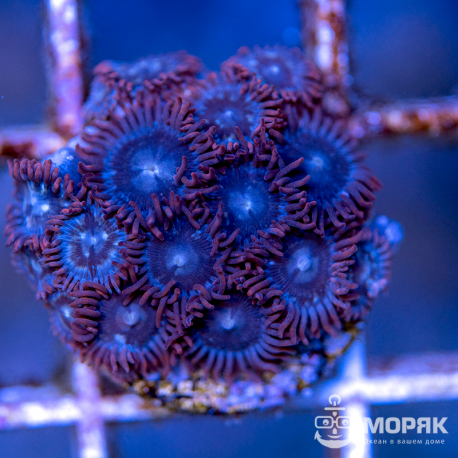 Zoanthus spp (зонты)