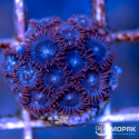 Zoanthus spp (зонты)
