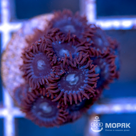 Zoanthus - зонтики (зоантус)