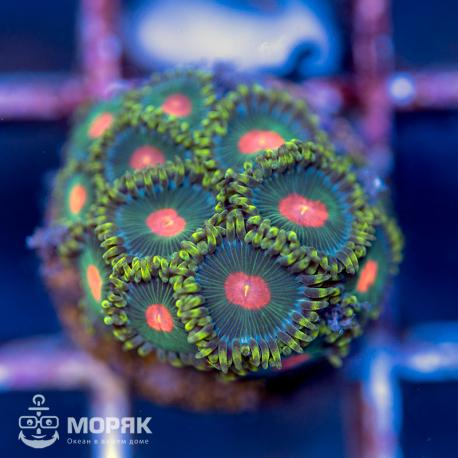 Zoanthus - зонтики (зоантус)