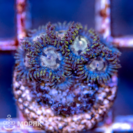 Zoanthus spp.
