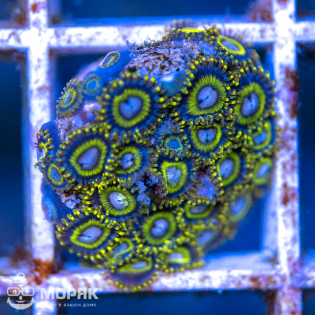 Zoanthus spp.