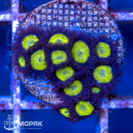 Zoanthus spp.