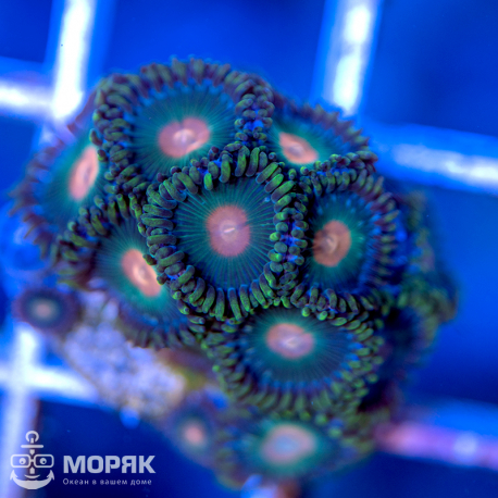 Zoanthus - зонтики (зоантус)