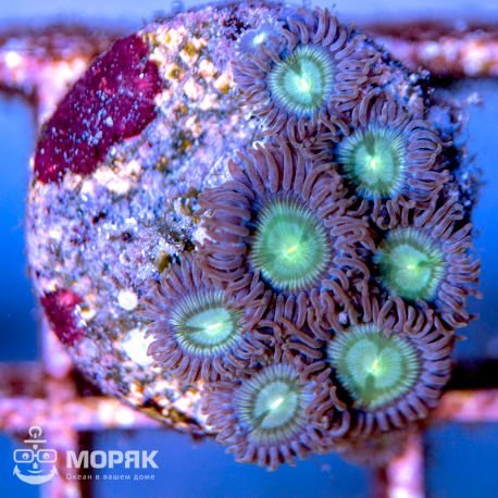 Zoanthus - зонтики (зоантус)