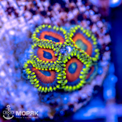 Зоантус – Zoanthus spp.