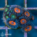 Зоантус – Zoanthus spp.