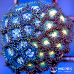 Зоантус – Zoanthus spp.
