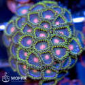 Зоантус – Zoanthus spp.
