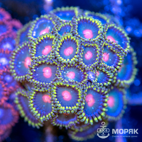 Зоантус – Zoanthus spp.