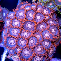 Зоантус – Zoanthus spp.