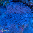 Xenia sp. (ксения пульсирующая) M