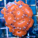 Acanthastrea lordhowensis (Акантастрея)