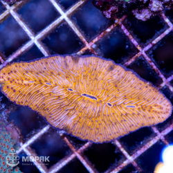 Ctenactis sp. (Тинактис)