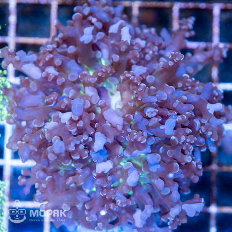 Euphyllia divisa - green