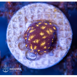 Leptastrea sp. (Лептастрея)