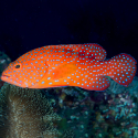 Cephalopholis miniata (коралловый групер)