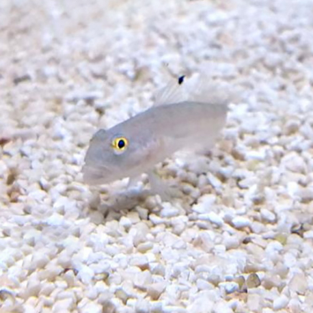 Valenciennea Sexgutta - бычок-валансьенн белый