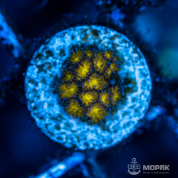 Leptastrea sp. (Лептастрея)