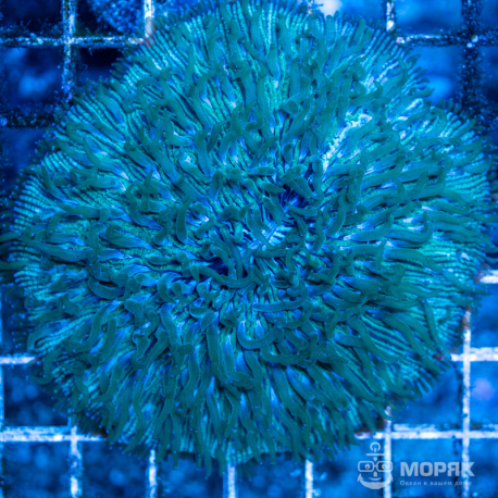 Fungia (фунгия зеленая флуорисцентная)