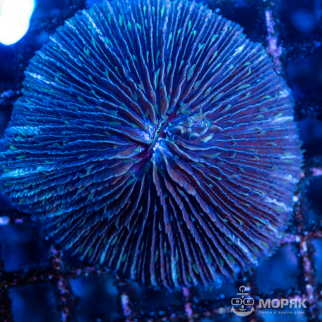 Fungia spp.