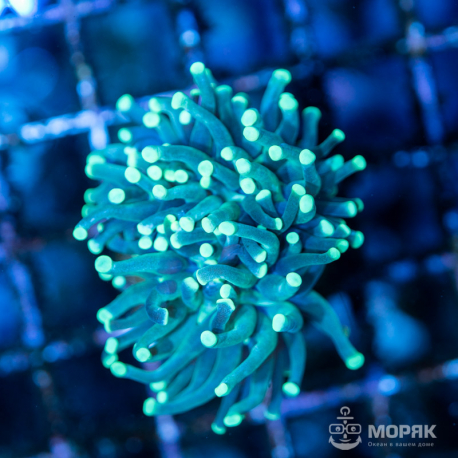 Euphyllia cristata (эуфиллия кристата)