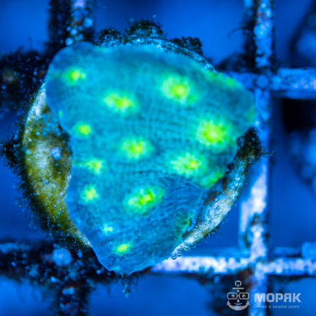Echinophyllia sp. (чалис зеленый "Hollywood")