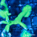 Montipora digitata (монтипора дигитата зеленая)