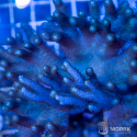 Синулярия (Sinularia sp) L