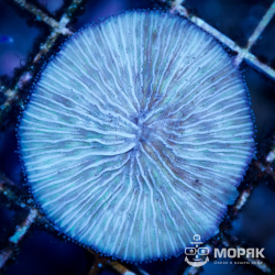 Fungia spp (фунгия)