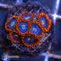 Zoanthus - флуорисцентные зонты