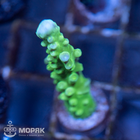 Acropora spp